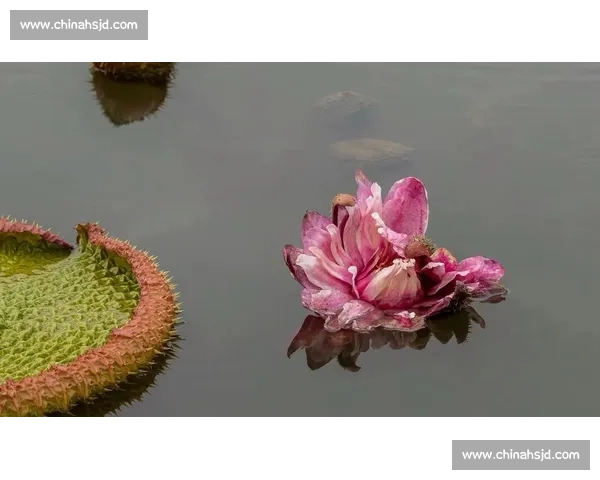 亚马孙王莲:黑夜绽放的 “善变花王” 亚马孙王莲:黑夜绽放的 “善变花王”